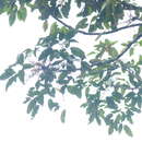 Image of Schefflera heterophylla (Wall. ex G. Don) Harms