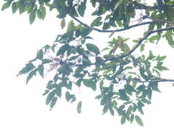 Image of Schefflera heterophylla (Wall. ex G. Don) Harms