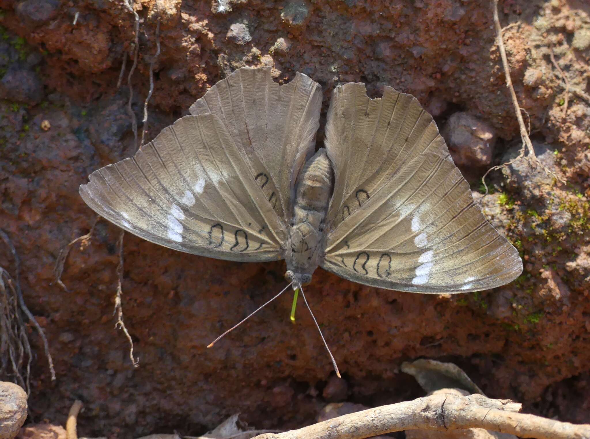 Image of Euthalia aconthea meridionalis Fruhstorfer 1906