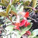صورة Rhododendron retusum (Bl.) Benn.