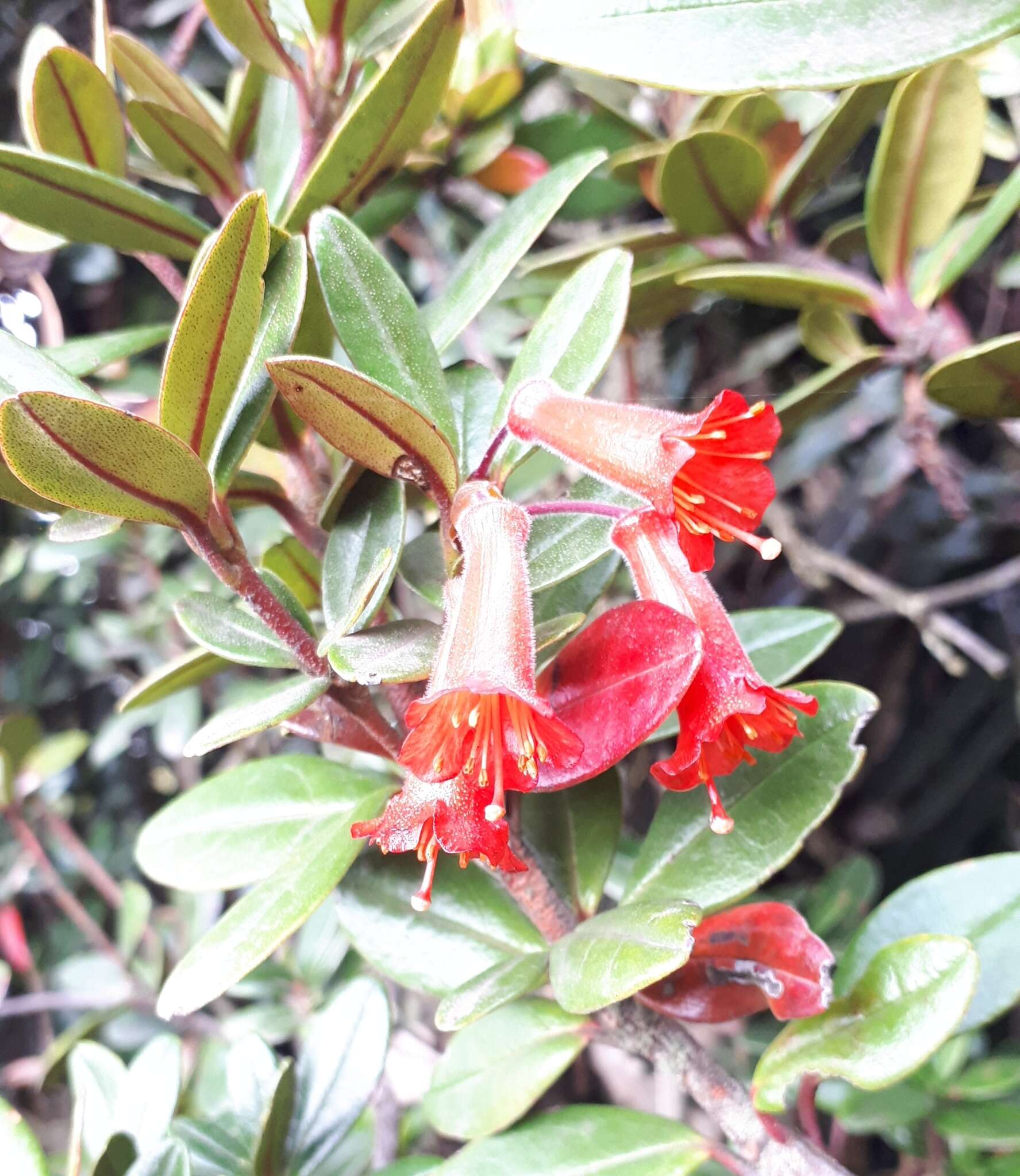Image of Rhododendron retusum (Bl.) Benn.