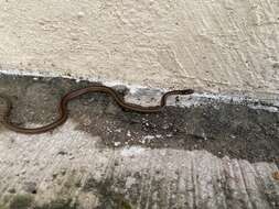 Image of Western Graceful Brown Snake