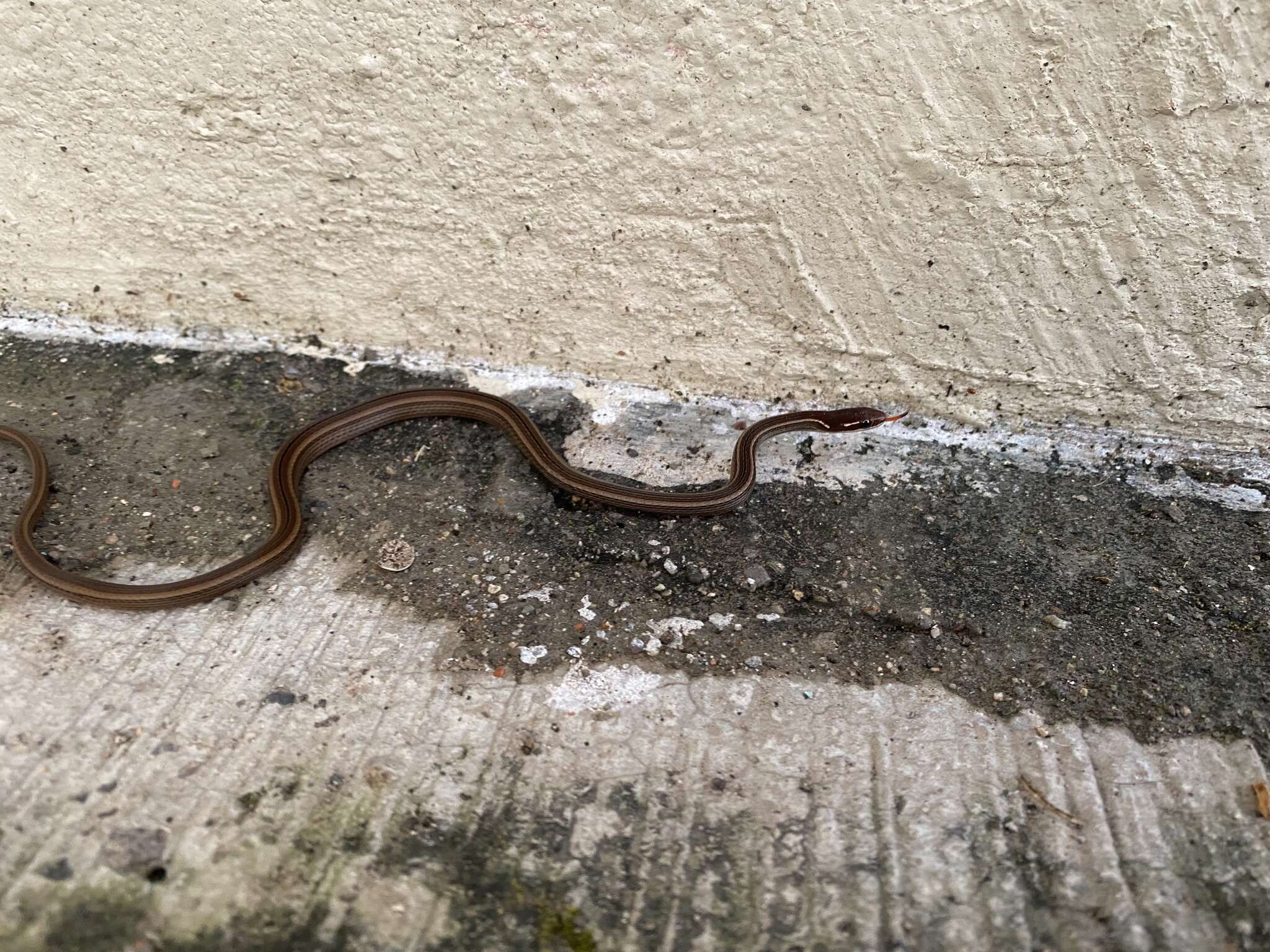 Image of Western Graceful Brown Snake