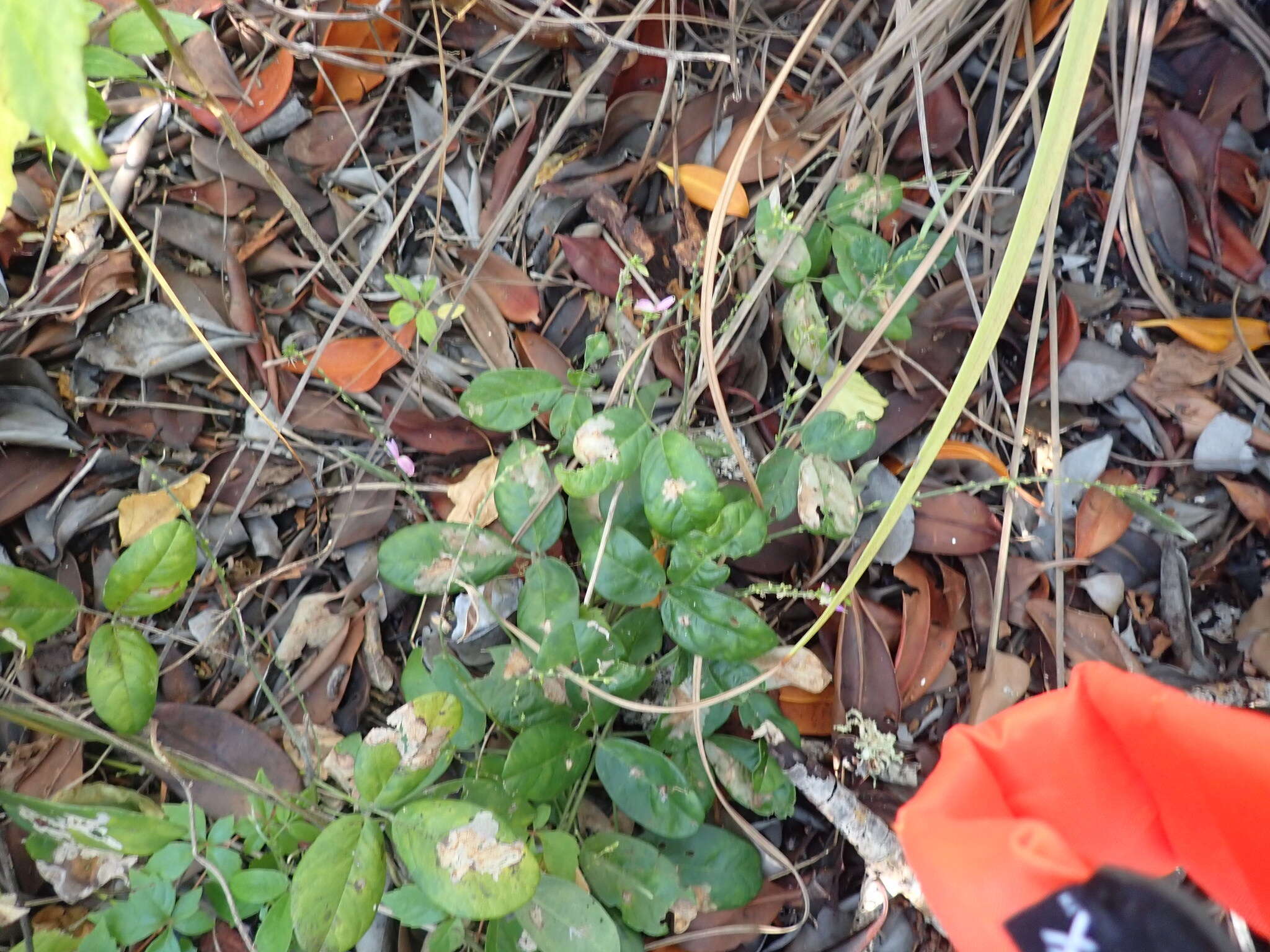 Image of Florida hammock milkpea