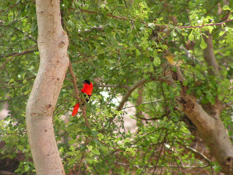 Image of Northern Red Bishop