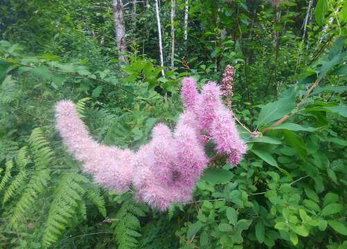 Sivun Spiraea douglasii subsp. menziesii (Hook.) Calder & Taylor kuva