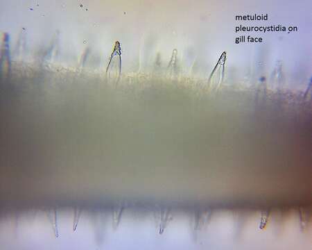 Image of Hohenbuehelia nothofaginea G. Stev. 1964