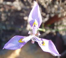 Слика од Moraea algoensis Goldblatt