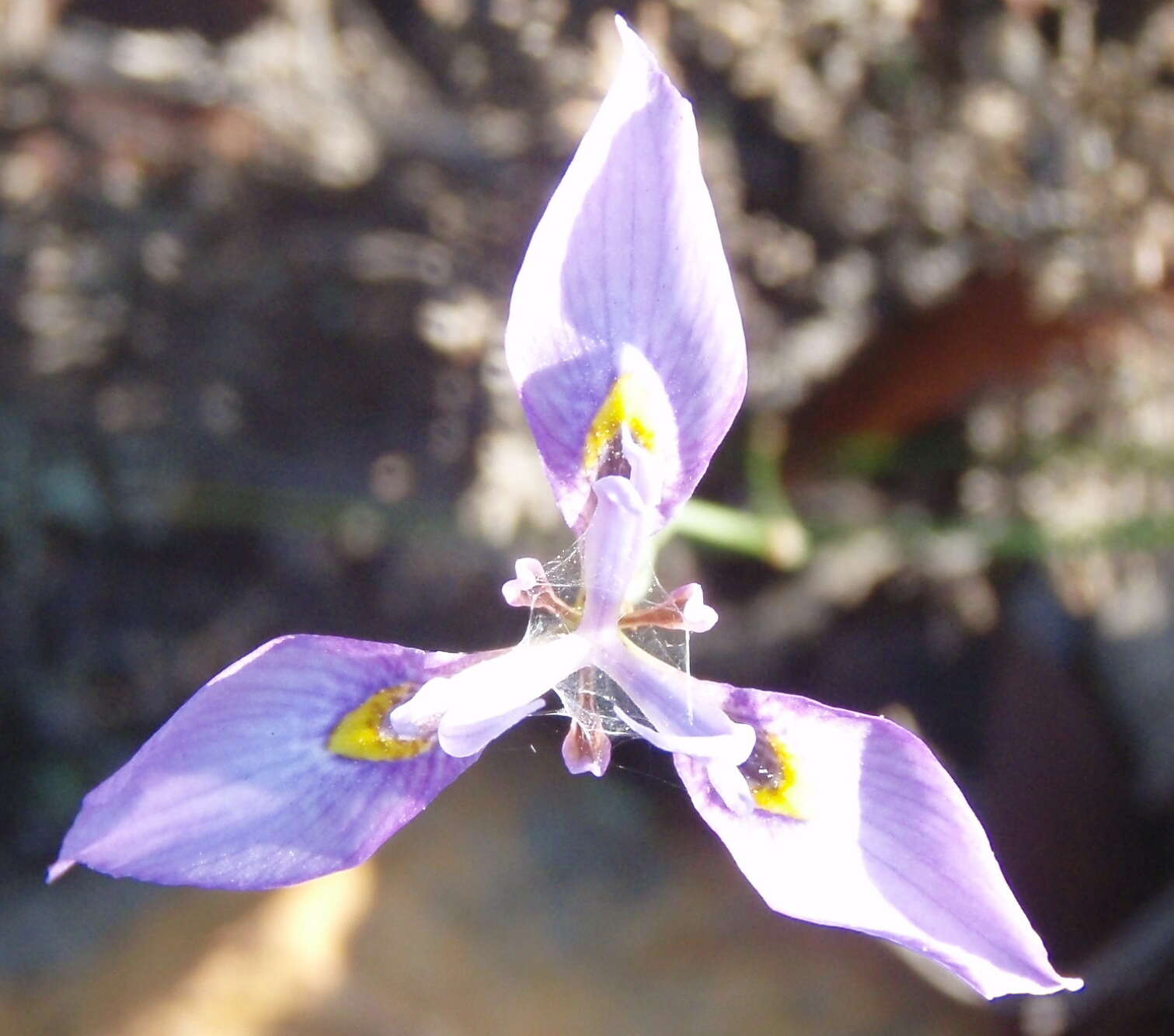 Слика од Moraea algoensis Goldblatt