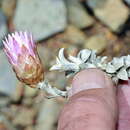 Image of Helichrysum stoloniferum (L. fil.) Willd.