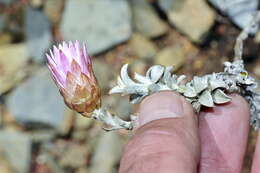 Image de Helichrysum stoloniferum (L. fil.) Willd.