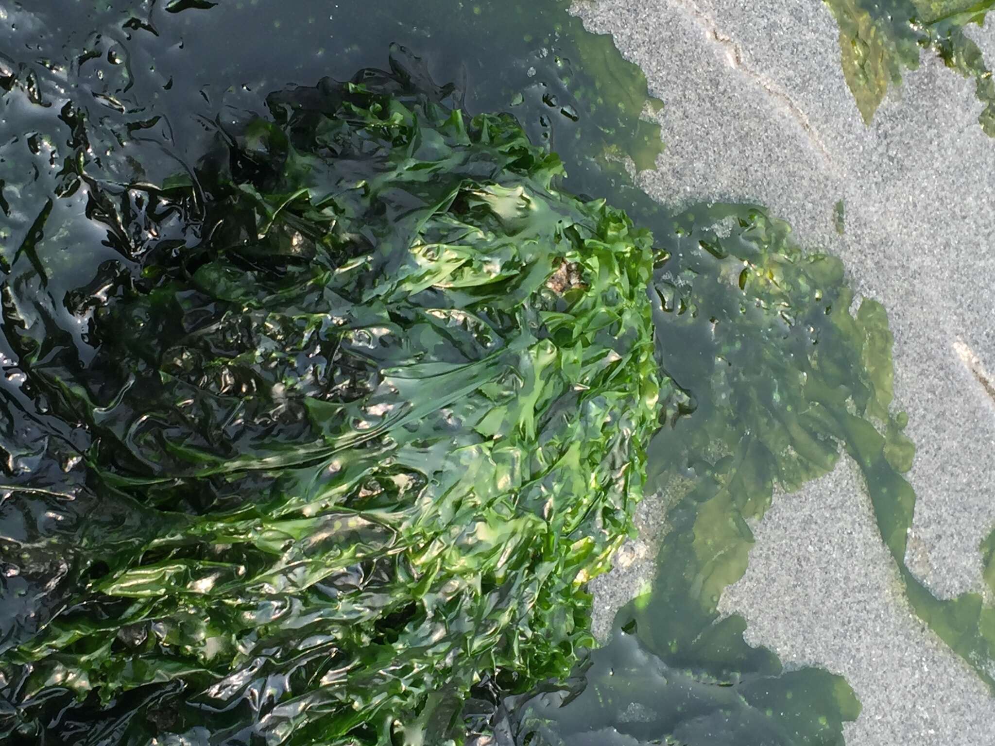 Image of Sea lettuce