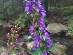 Imagem de Aconitum plicatum Koehler ex Reichb.