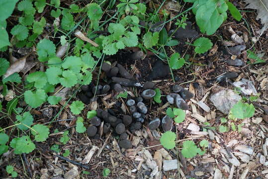 Image of dead man's fingers