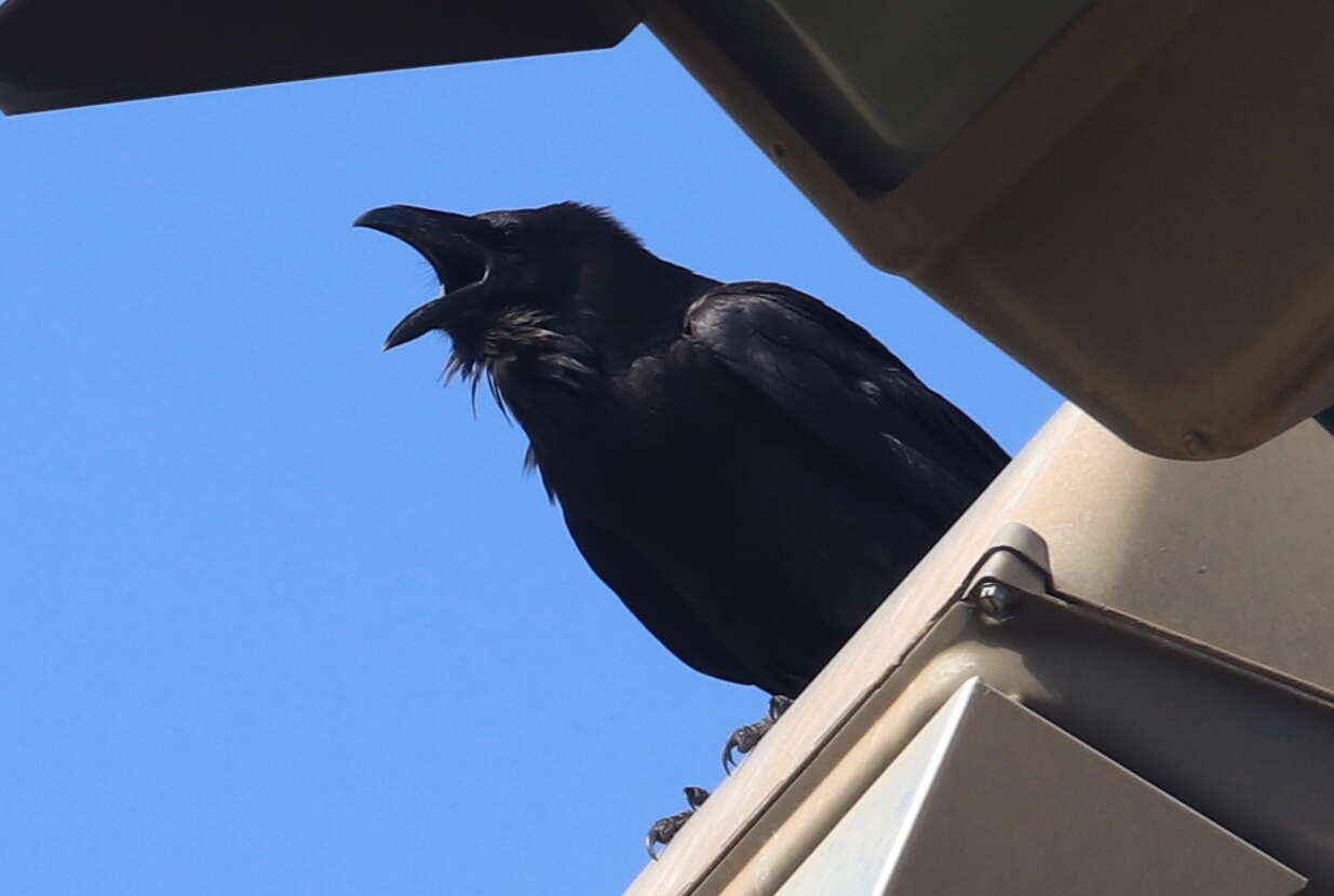 Image of Chihuahuan Raven