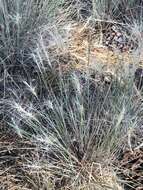 Imagem de Elymus elymoides subsp. elymoides