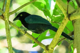 Image of Bushy-crested Jay