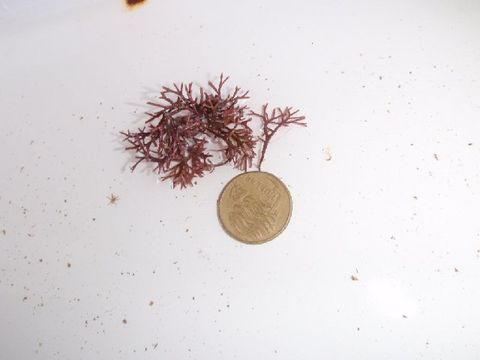 Image of Amphiroa