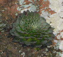 Image of Graptopetalum filiferum (S. Wats.) Whitehead