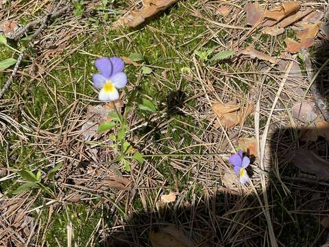 Image of Viola tricolor subsp. matutina (Klokov) Valentine