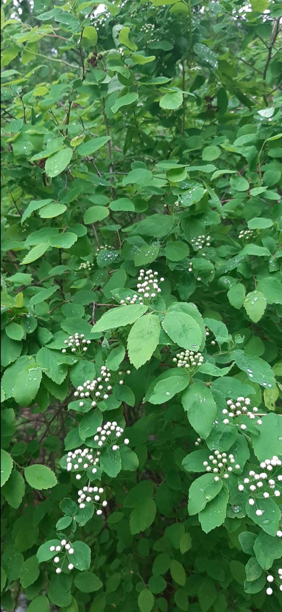 Image of Spiraea flexuosa Fisch. ex Cambess.