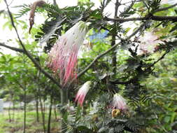 Sivun Calliandra magdalenae (DC.) Benth. kuva