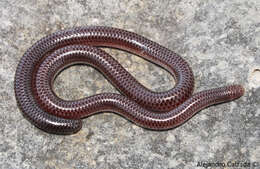 Image of Giant Blind Snake