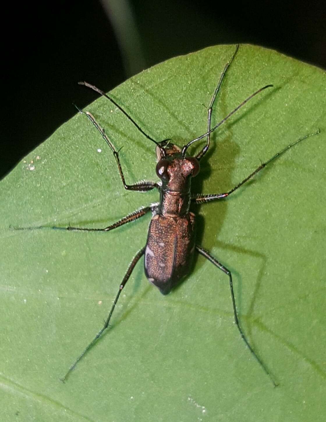 Image of Cylindera (Ifasina) kaleea (Bates 1866)