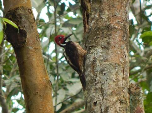 Image of Guayaquil Woodpecker