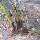 Image of Carex rupicola (Pedersen) G. A. Wheeler