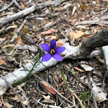 Image de Cheiranthera linearis A. Cunn.