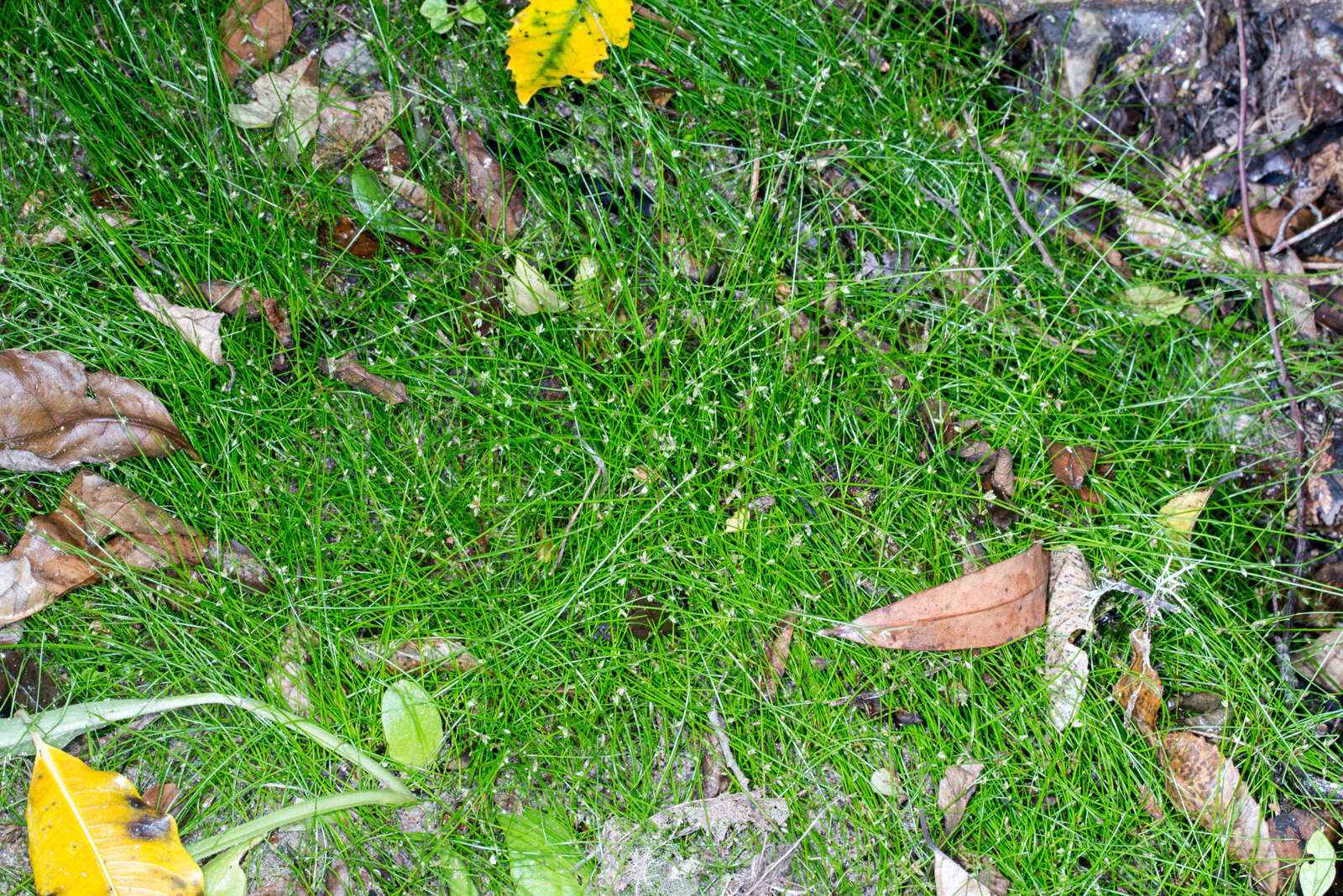 Image of Isolepis reticularis Colenso