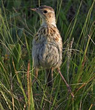 Image of Ochre-breasted Pipit