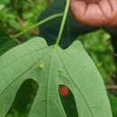 صورة Adenia trilobata (Roxb.) Engl.