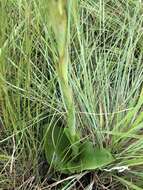 Image of Satyrium cristatum var. cristatum