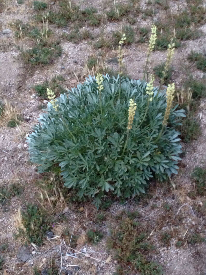 Image of Peirson's Lupine