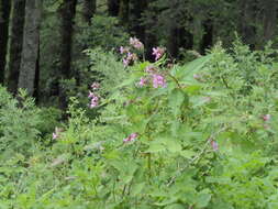 Imagem de Impatiens sulcata Wall.