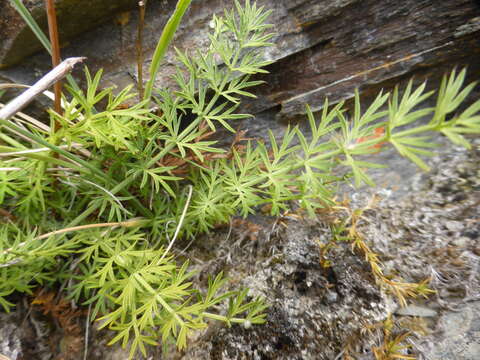 Plancia ëd Anisotome brevistylis (Hook. fil.) Cockayne