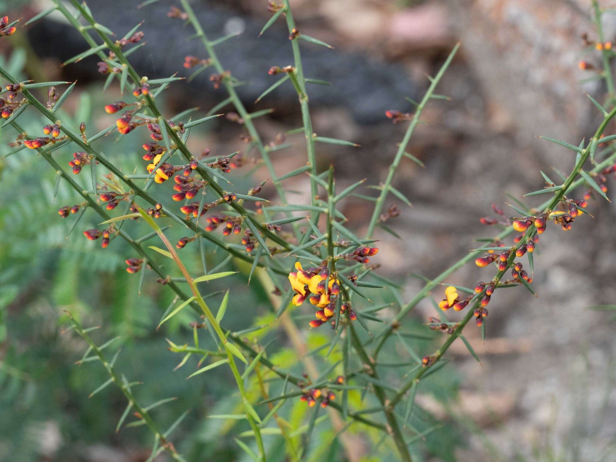 Image de <i>Daviesia <i>ulicifolia</i></i> subsp. ulicifolia