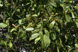 Image of Phoradendron bathyoryctum Eichl.