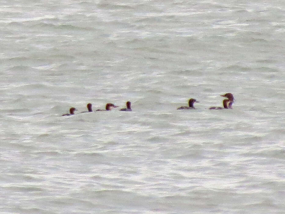 Image of Mergus merganser americanus Cassin 1852