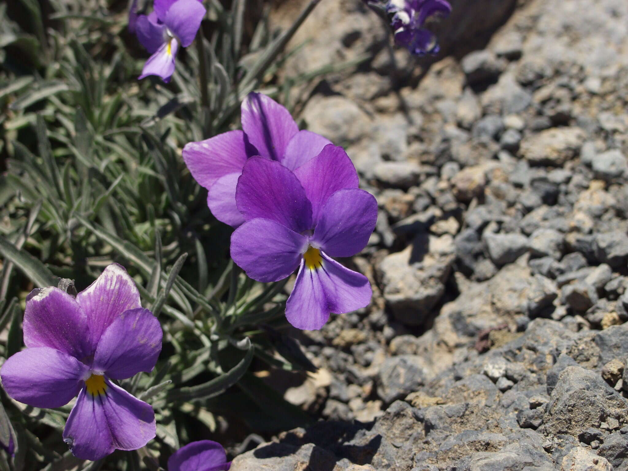 Viola palmensis Webb & Berth. resmi