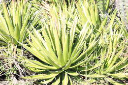 Image of Agave kerchovei Lem.