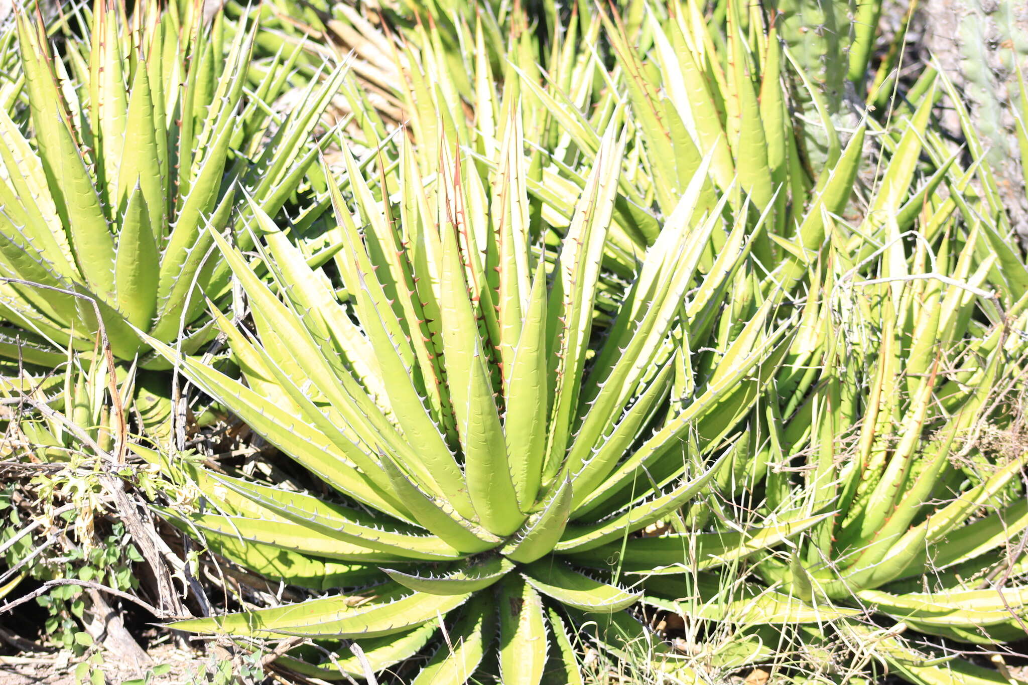 Image of Agave kerchovei Lem.