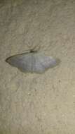 Imagem de Idaea subsericeata Haworth 1809