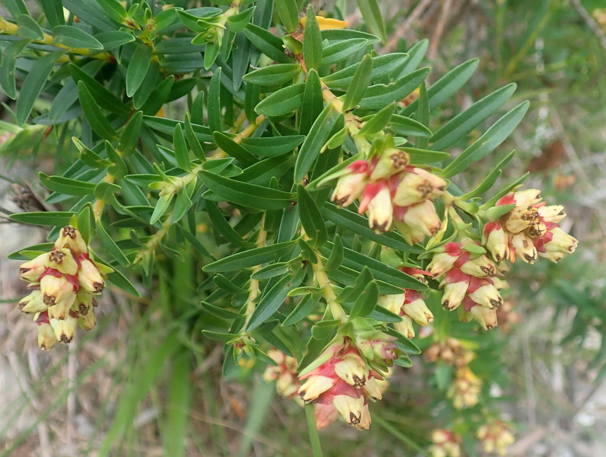 Penaea cneorum subsp. gigantea R. Dahlgren的圖片