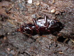 Image of Platynus (Batenus) cincticollis (Say 1823)