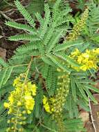 Image of African weeping-wattle