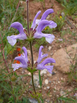 Image of Salvia hypargeia Fisch. & C. A. Mey.