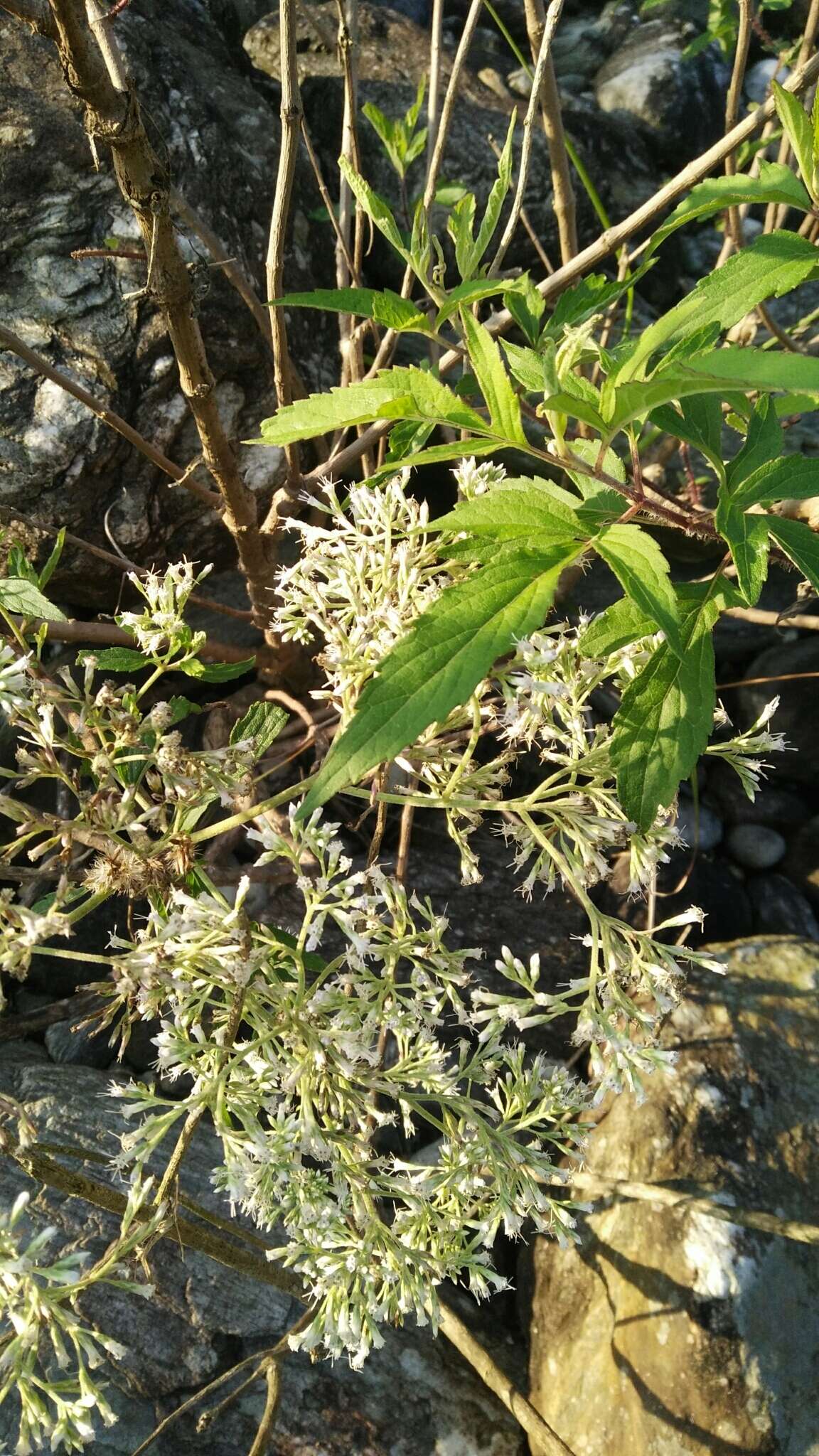 Image of Eupatorium formosanum Hayata